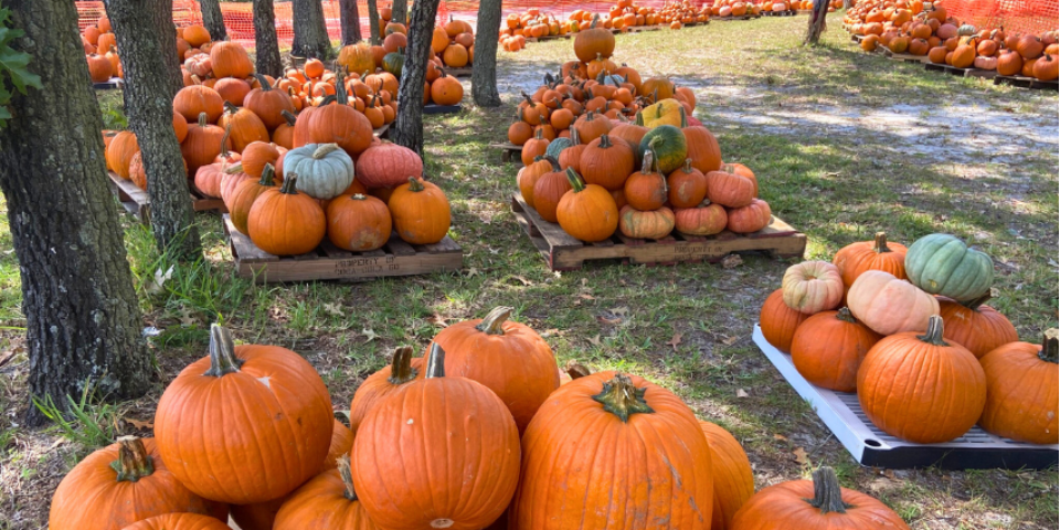 10+ Best Pumpkin Patches in Jacksonville | UNATION